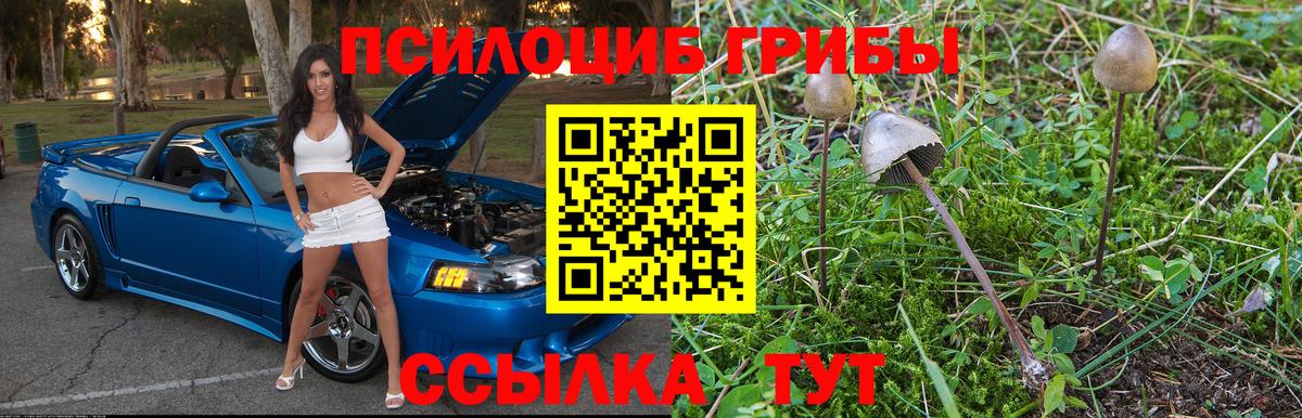купить   Псилоцибиновые грибы MAGIC MUSHROOMS  Вход с VPN  Заводоуковск 